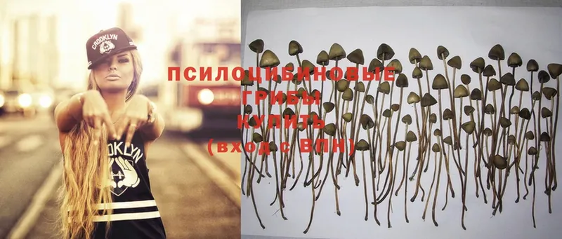 Псилоцибиновые грибы Psilocybe Люберцы